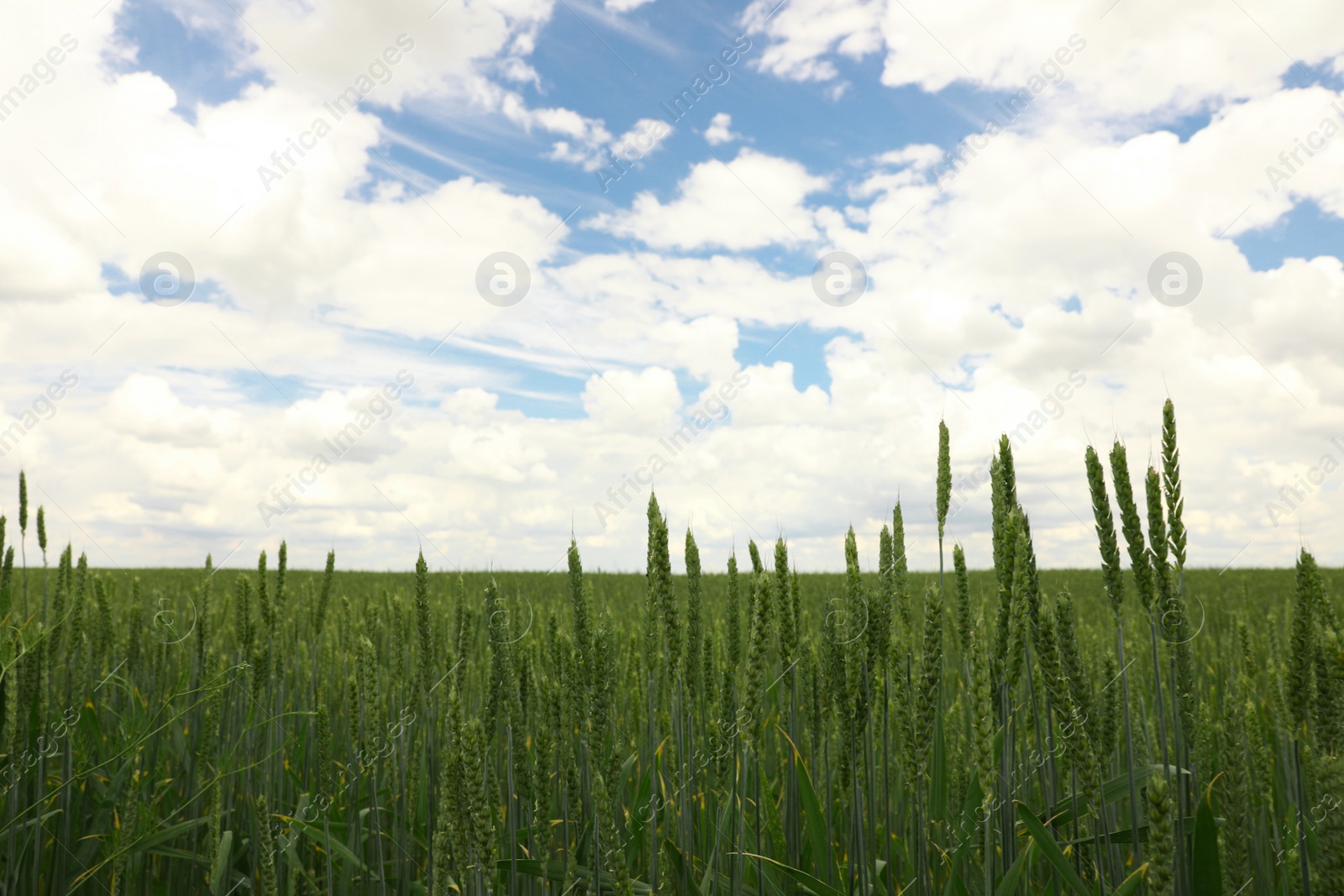 Photo of Green wheat field under cloudy sky, closeup. Agricultural industry