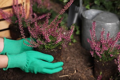 Woman planting flowering heather shrub outdoors, closeup