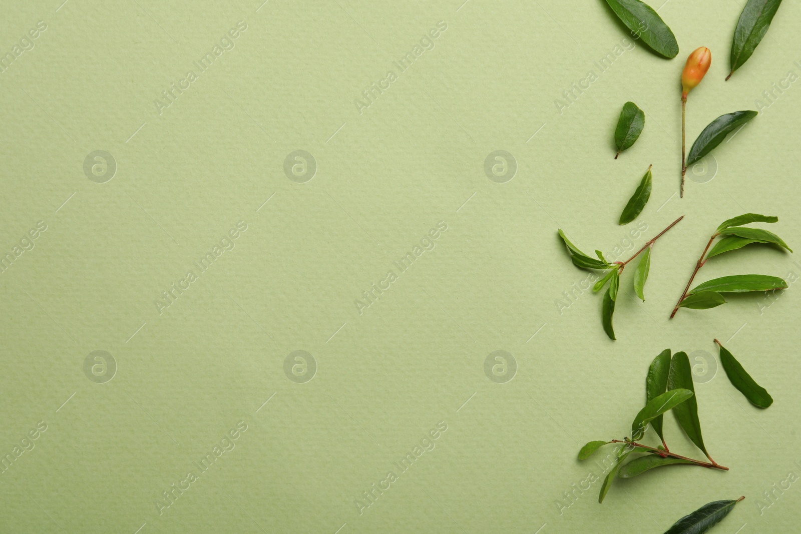 Photo of Pomegranate branches with lush leaves and bud on light green background, flat lay. Space for text