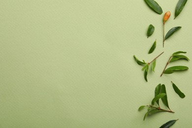 Pomegranate branches with lush leaves and bud on light green background, flat lay. Space for text