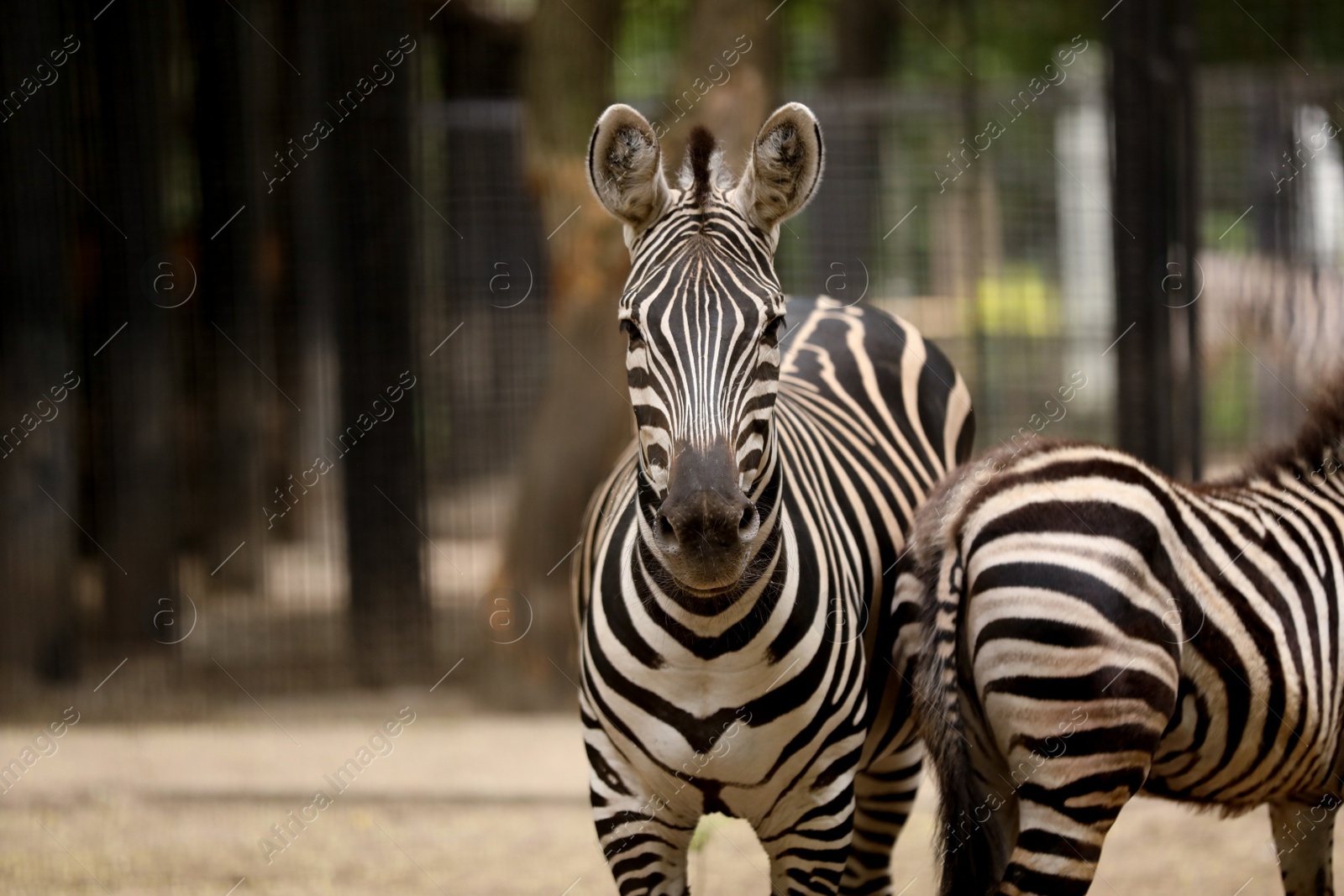 Photo of Beautiful zebras in zoo enclosure. Exotic animals