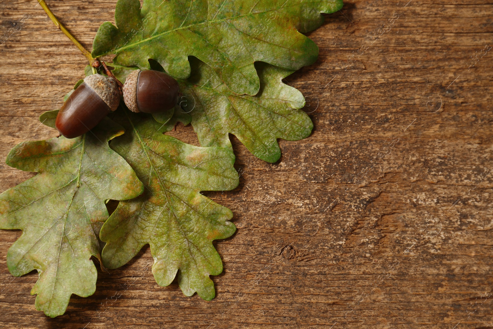 Photo of Acorns with oak leaves on wooden table, top view. Space for text