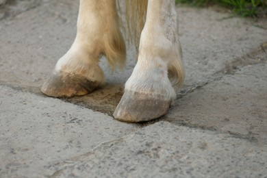 Adorable horse on concrete outdoors, closeup. Lovely domesticated pet