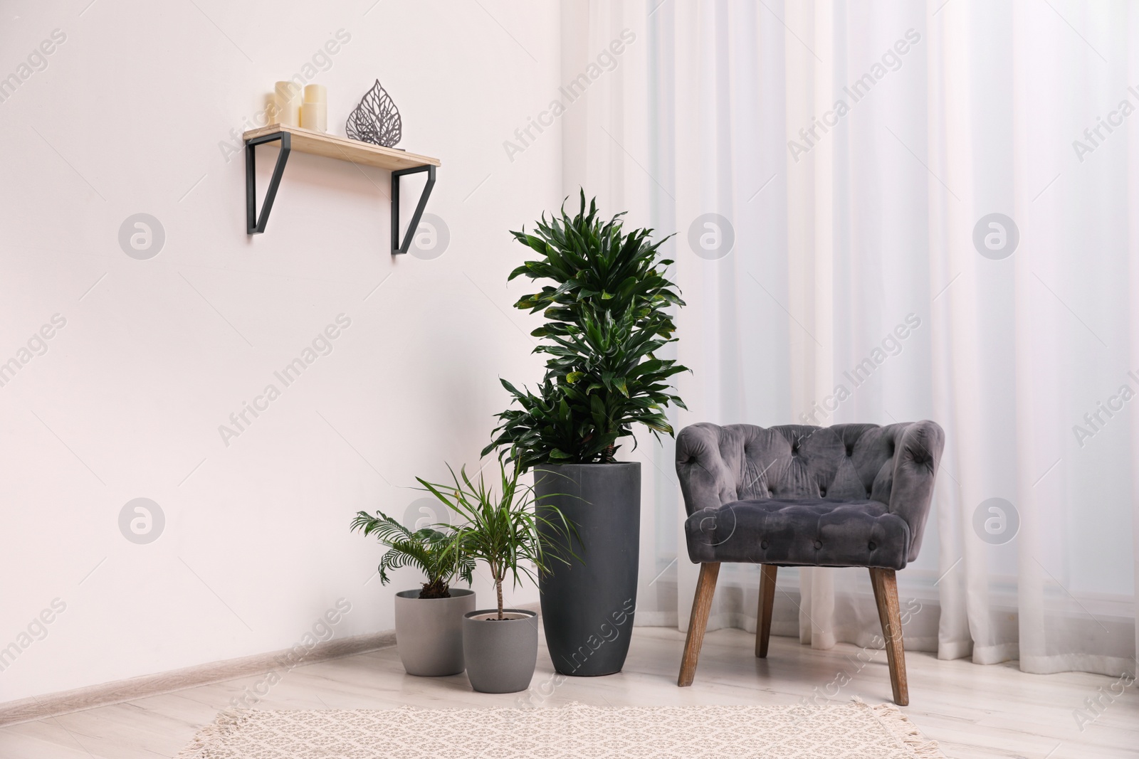 Photo of Stylish room interior with beautiful plants and comfortable armchair