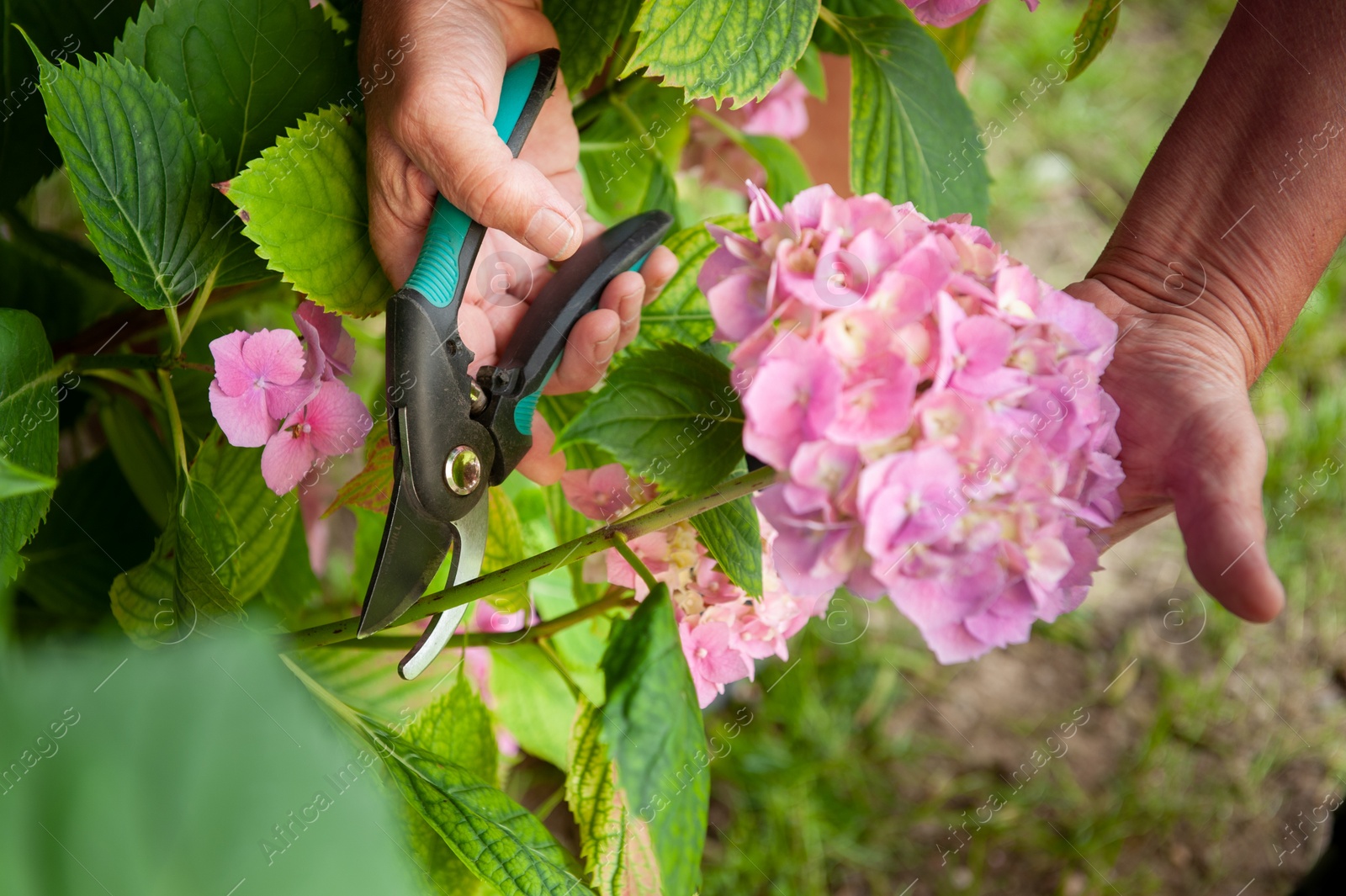 Photo of Gardener cutting hydrangea with secateurs outdoors, closeup