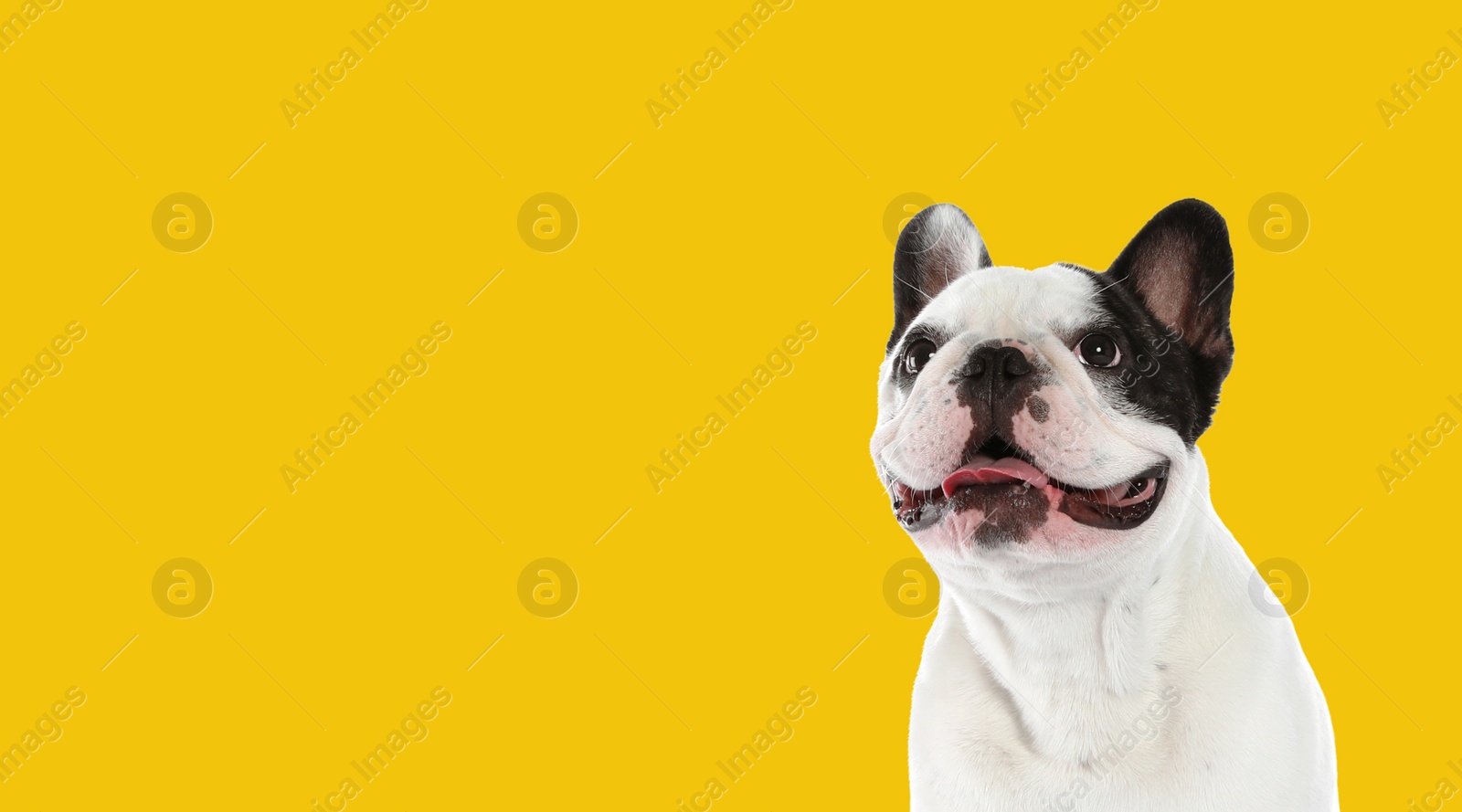 Image of Happy pet. Cute French bulldog smiling on yellow background, space for text. Banner design