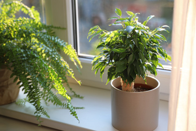 Photo of Beautiful potted plants on window sill at home