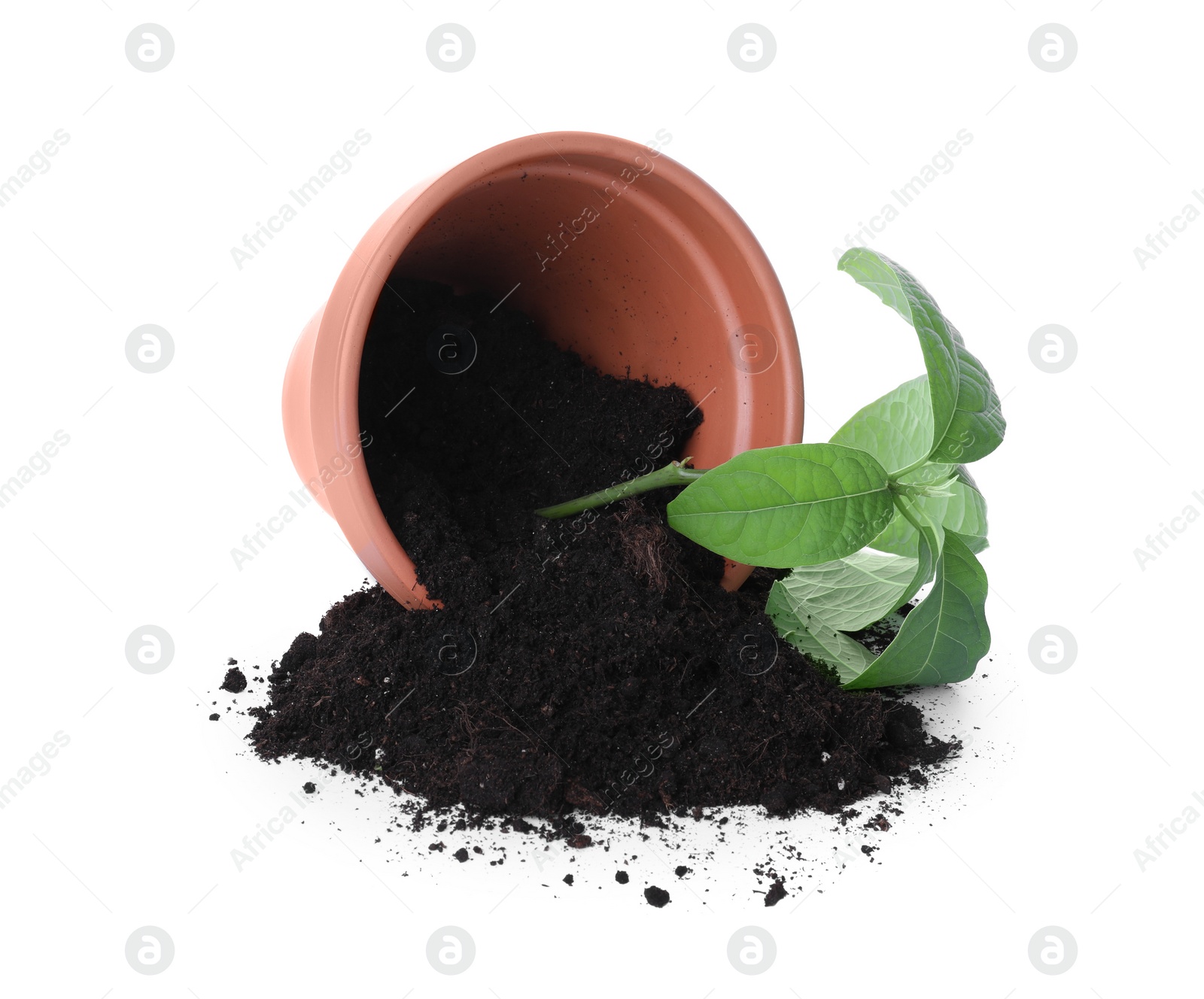 Photo of Overturned terracotta flower pot with soil and plant isolated on white
