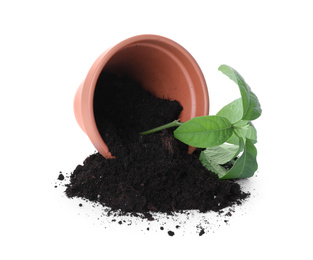 Photo of Overturned terracotta flower pot with soil and plant isolated on white
