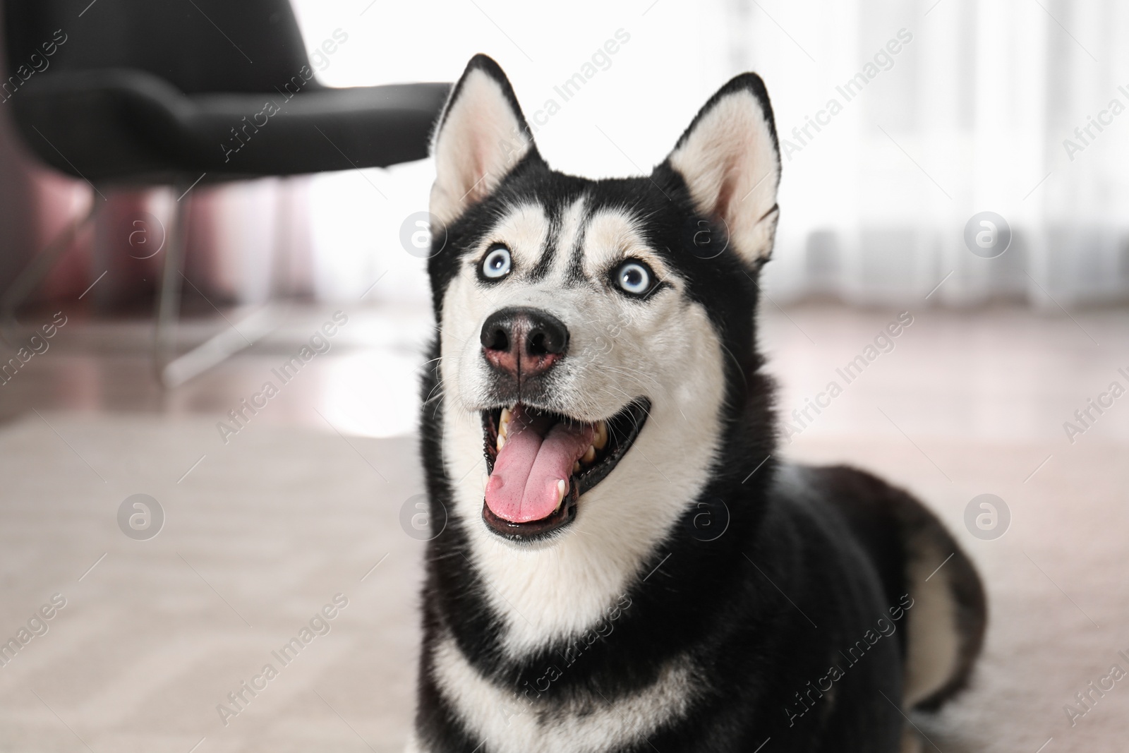 Photo of Cute funny Siberian Husky dog at home