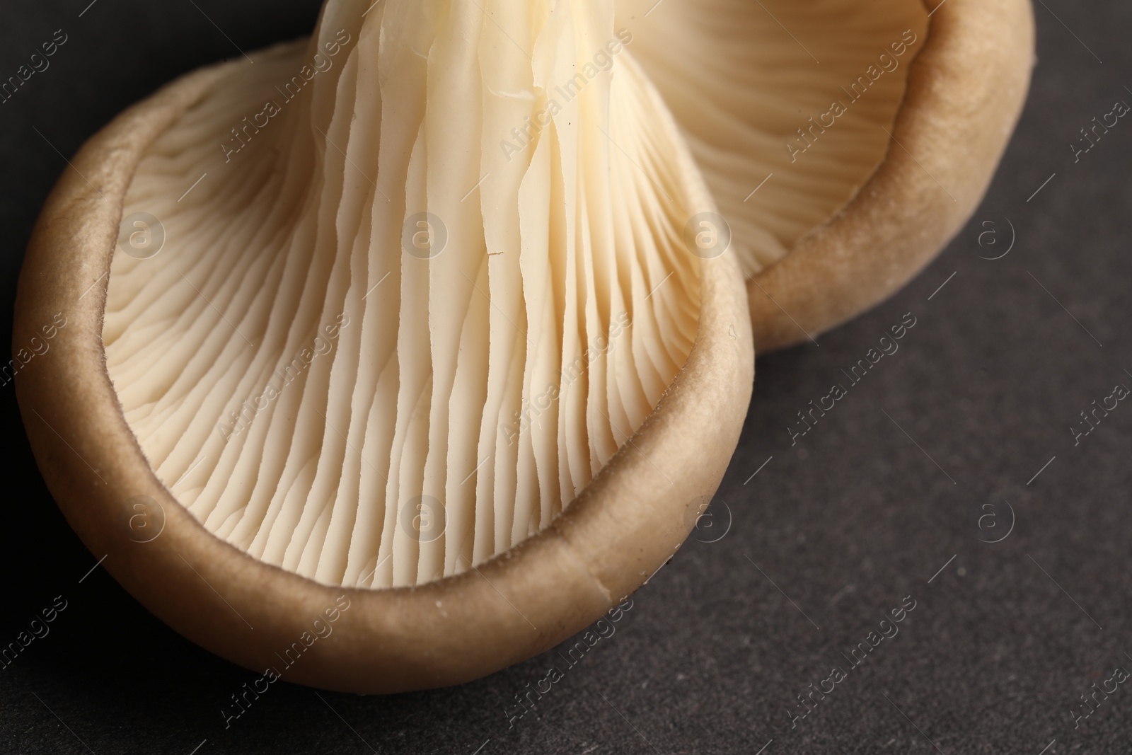 Photo of Fresh oyster mushrooms on dark background, macro view