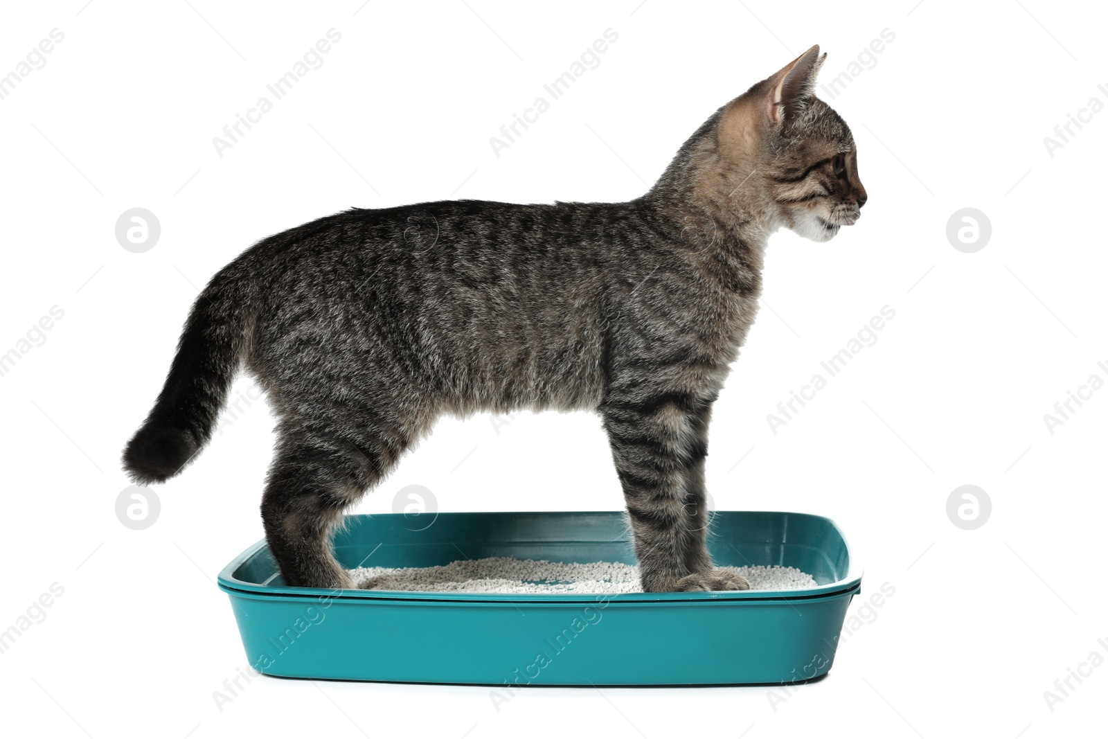 Photo of Grey tabby cat using litter tray on white background. Adorable pet