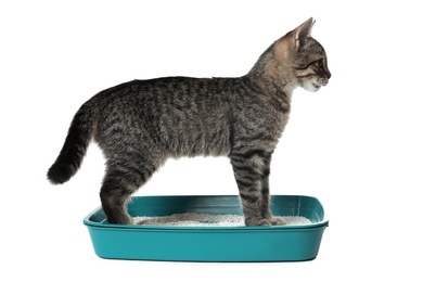 Grey tabby cat using litter tray on white background. Adorable pet