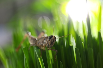 Photo of Common grasshopper on green grass outdoors. Wild insect
