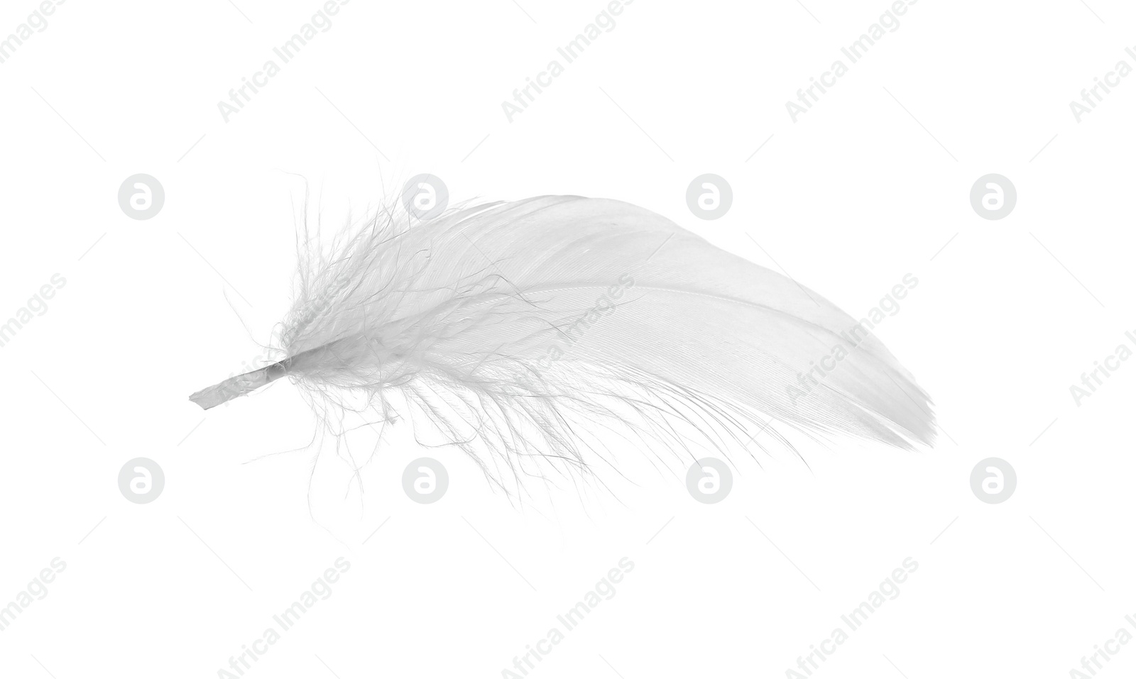 Photo of Beautiful fluffy bird feather isolated on white