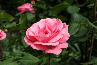 Photo of Beautiful pink rose flower with dew drops in garden, closeup