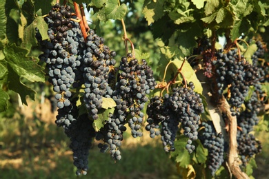 Photo of Fresh ripe juicy grapes growing on branches in vineyard