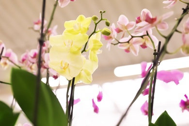 Photo of Beautiful blooming tropical orchid flowers in store