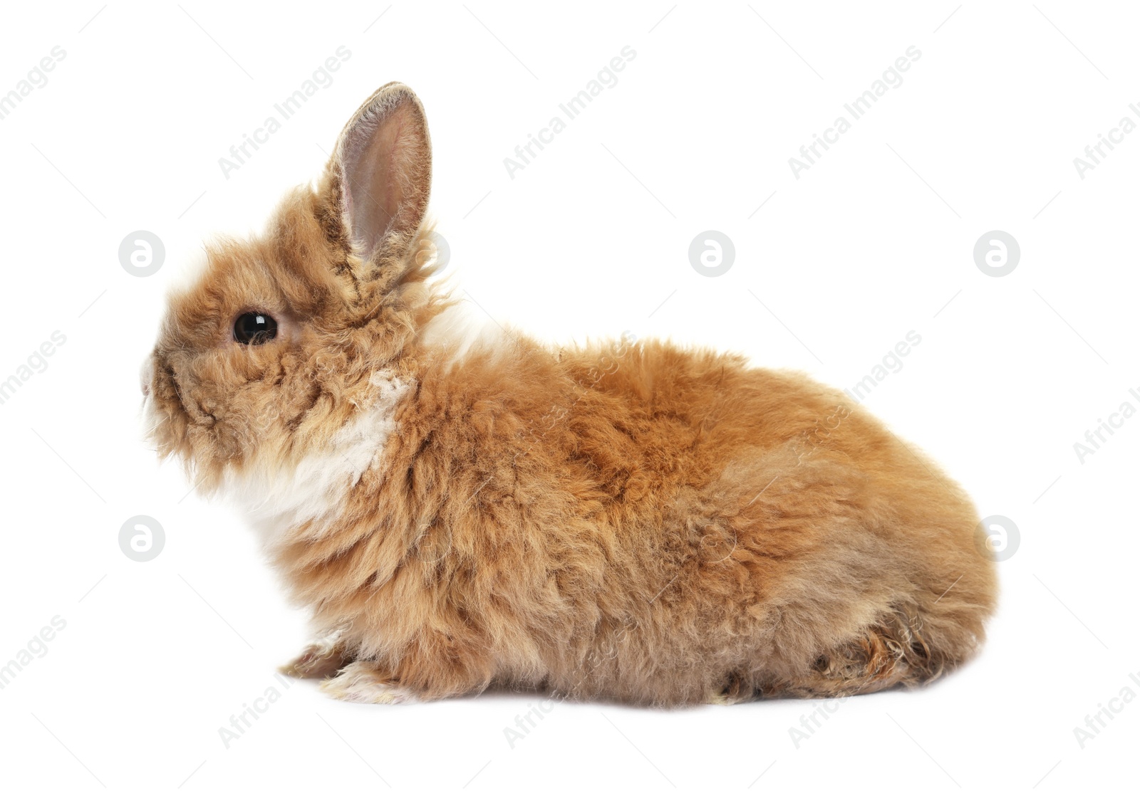Photo of Fluffy rabbit isolated on white. Cute pet