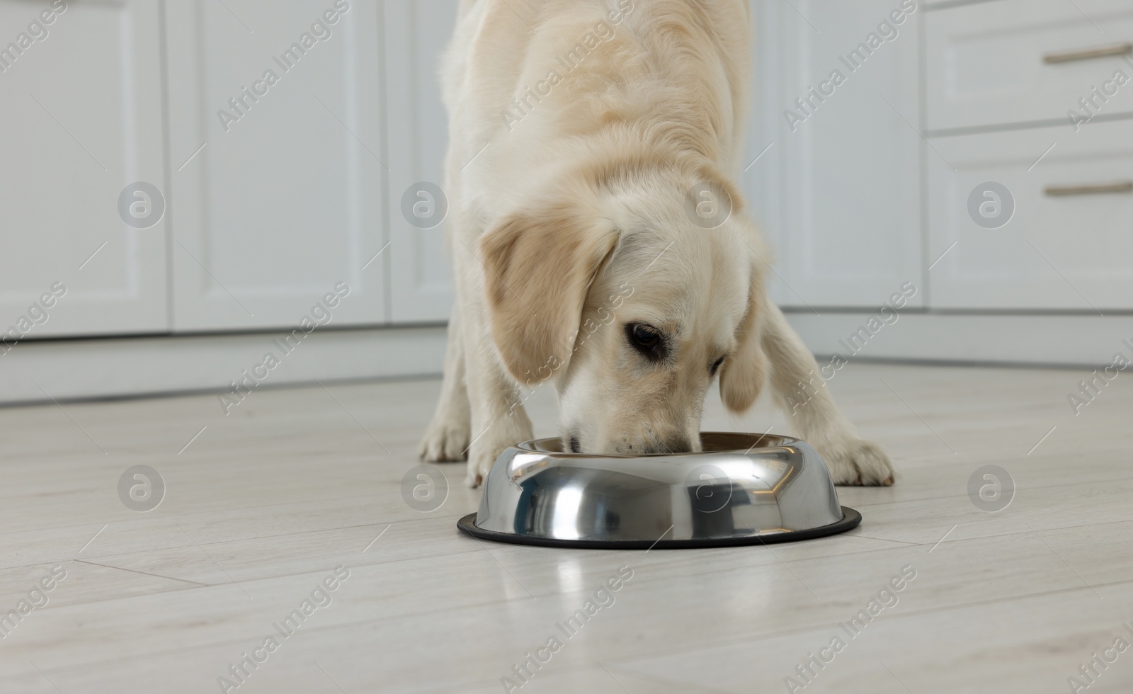 Photo of Cute Labrador Retriever eating from metal bowl indoors