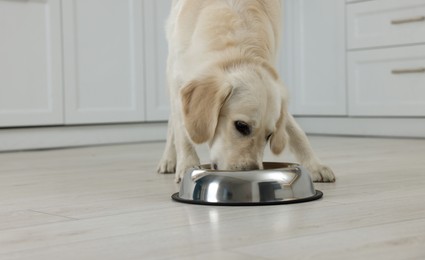 Photo of Cute Labrador Retriever eating from metal bowl indoors