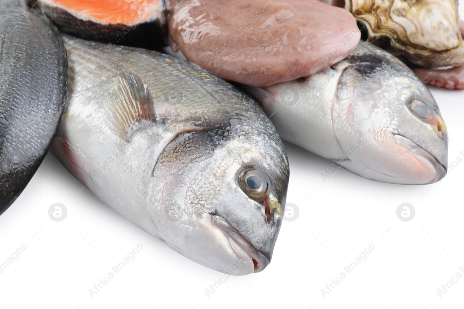 Photo of Fresh dorado fish, octopus and salmon on white background, closeup