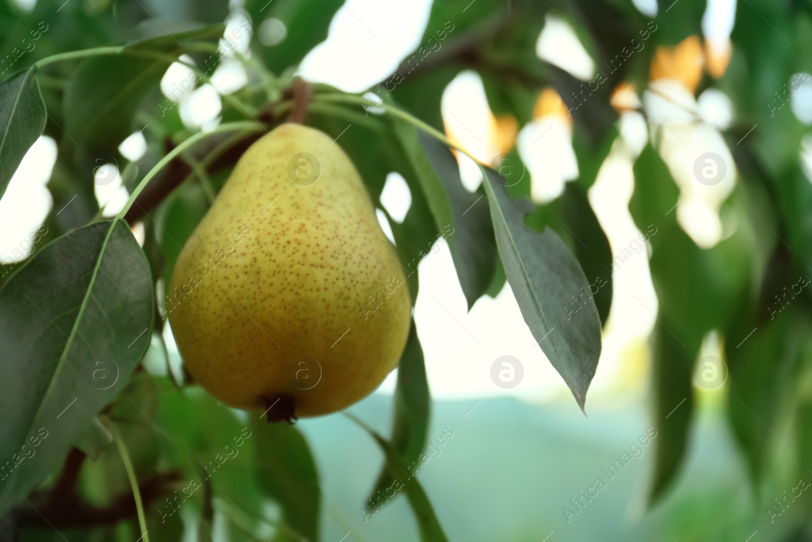 Photo of Ripe pear on tree branch in garden, closeup. Space for text