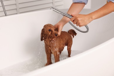 Photo of Woman washing cute Maltipoo dog in bathtub indoors. Lovely pet