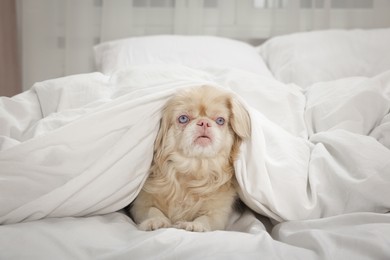 Cute Pekingese dog wrapped in blanket on bed indoors