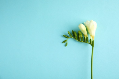 Photo of Beautiful freesia with fragrant flowers on color background, top view. Space for text