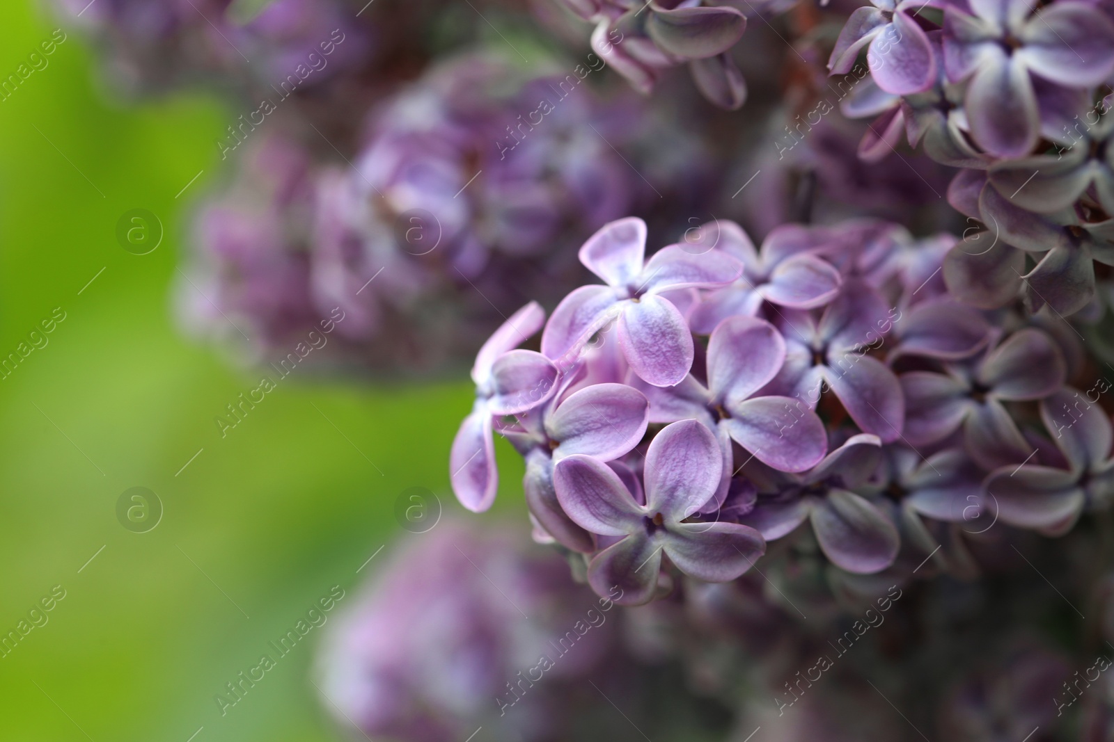 Photo of Beautiful blossoming lilac flowers on blurred background, closeup. Space for text