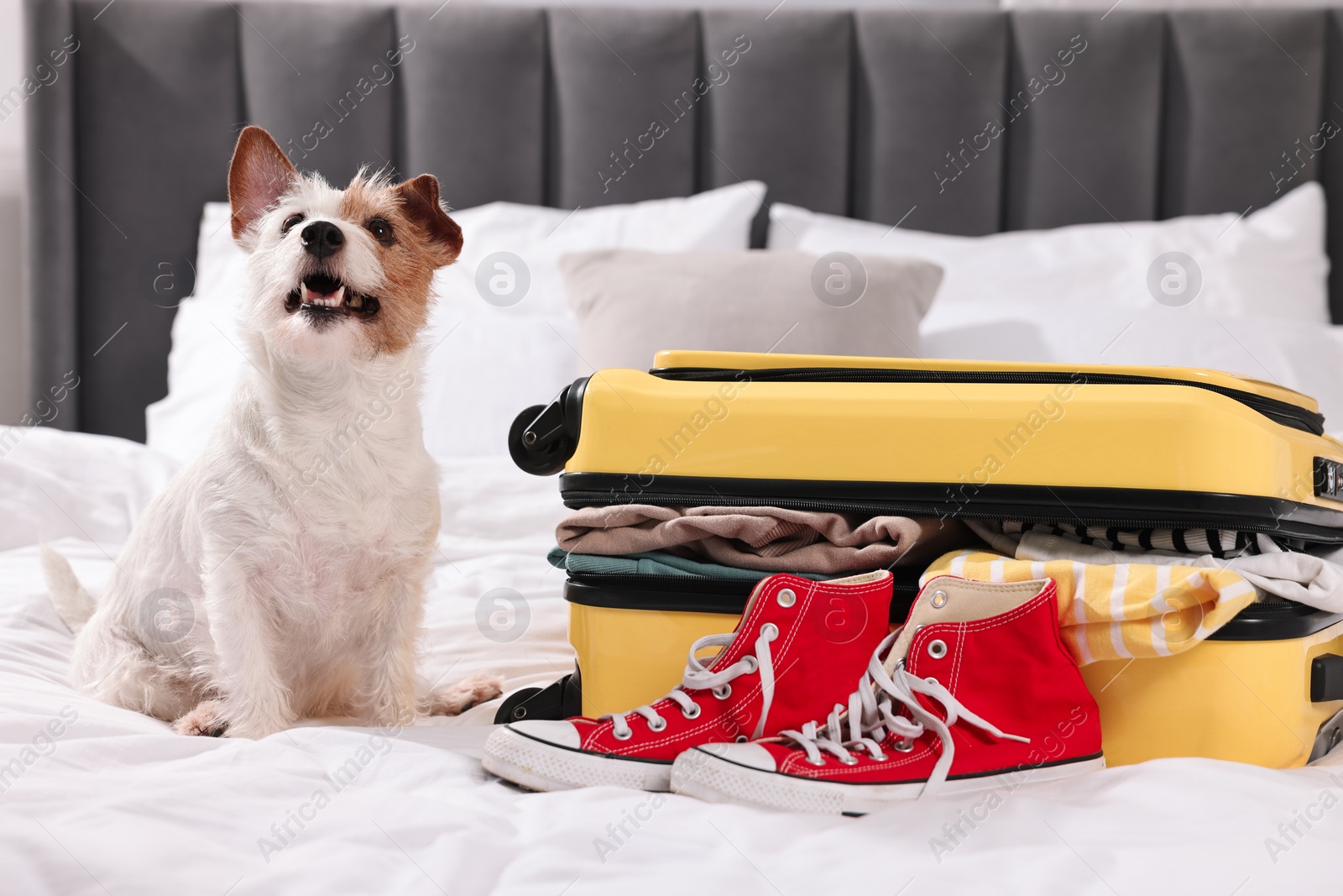 Photo of Travel with pet. Dog, clothes, shoes and suitcase on bed indoors