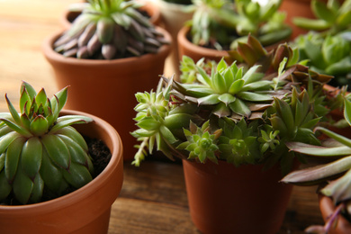 Photo of Many different echeverias on table, closeup. Beautiful succulent plants