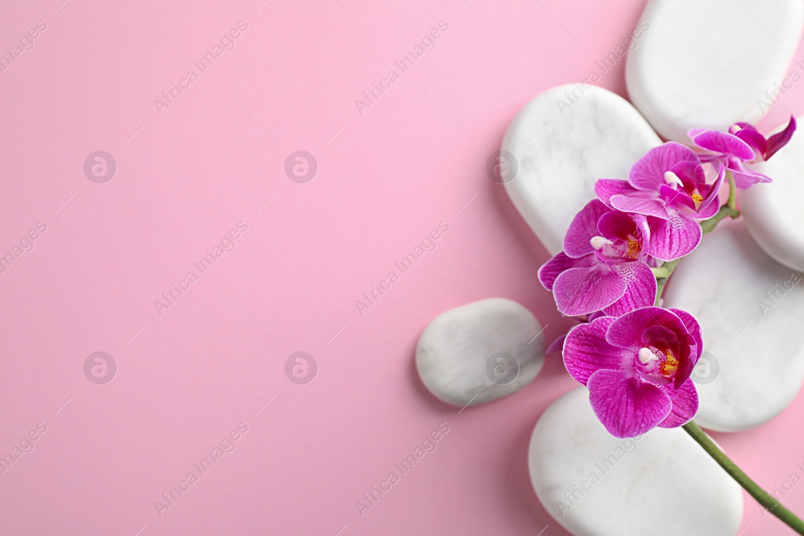 Photo of Orchid with spa stones on pink background, flat lay. Space for text