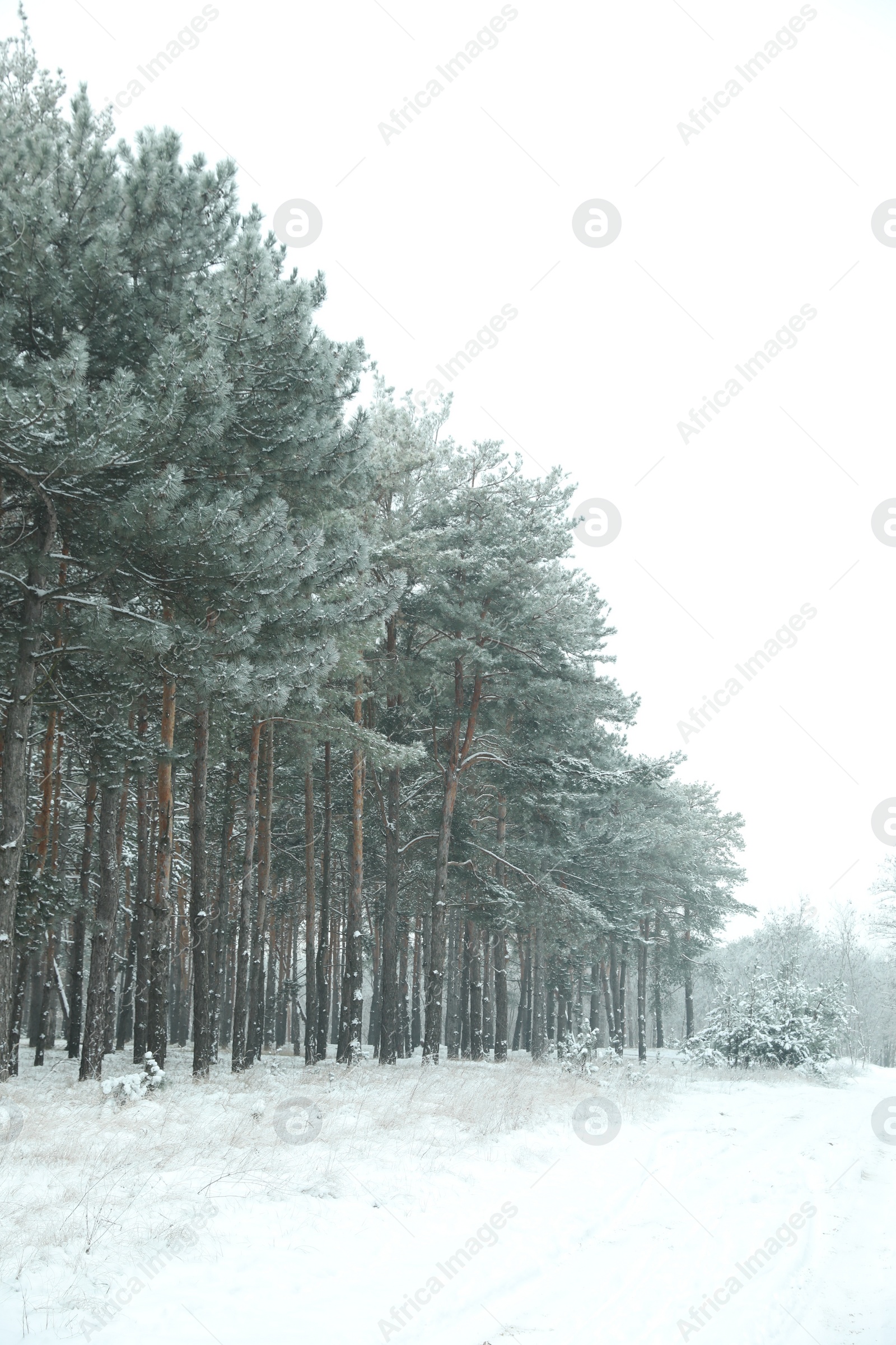 Photo of Beautiful forest covered with snow in winter