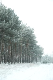 Beautiful forest covered with snow in winter