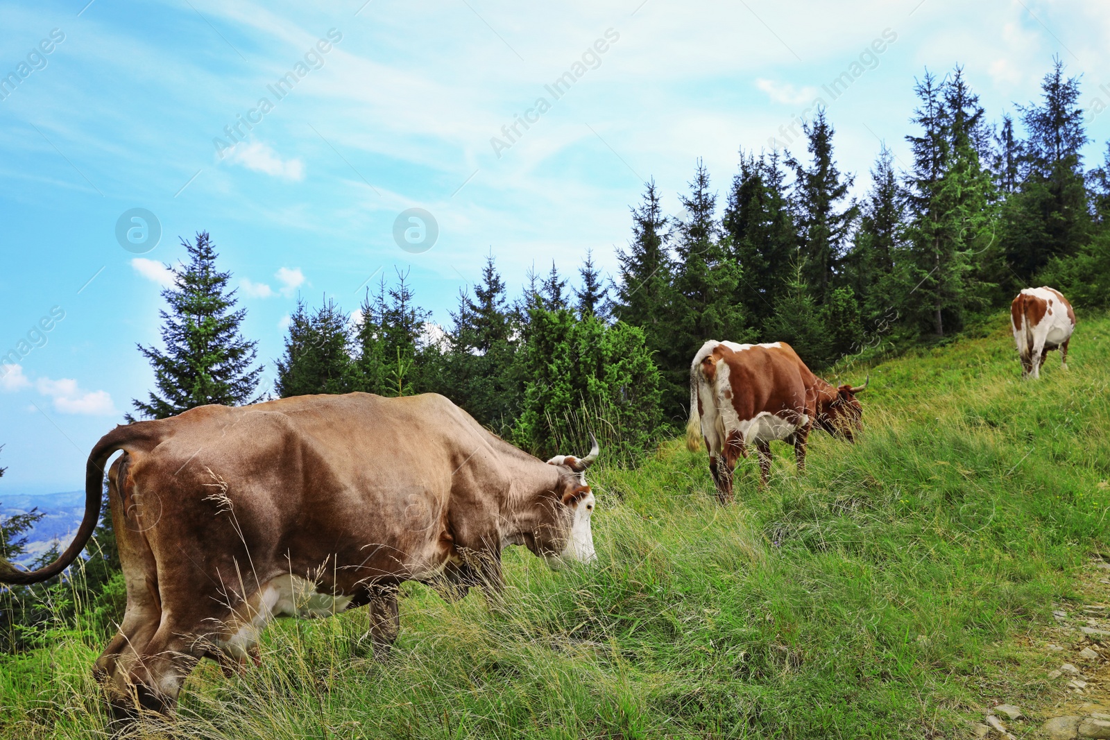 Photo of Cows grazing on green meadow in summer
