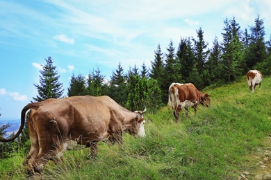 Cows grazing on green meadow in summer