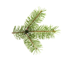 Photo of Branch of Christmas tree on white background