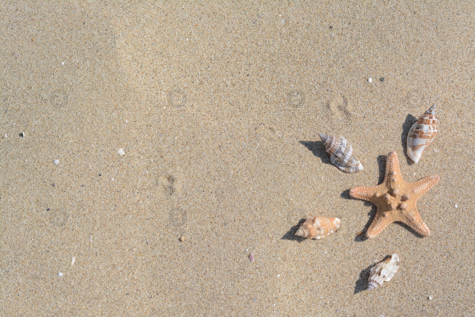 Photo of Beautiful starfish and sea shells on sandy beach, flat lay. Space for text