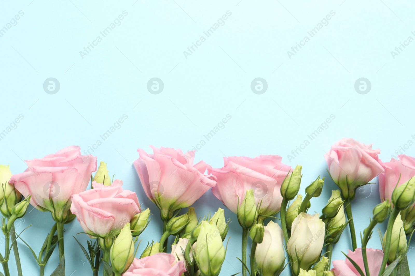 Photo of Happy Mother's Day. Beautiful roses on light blue background, flat lay. Space for text