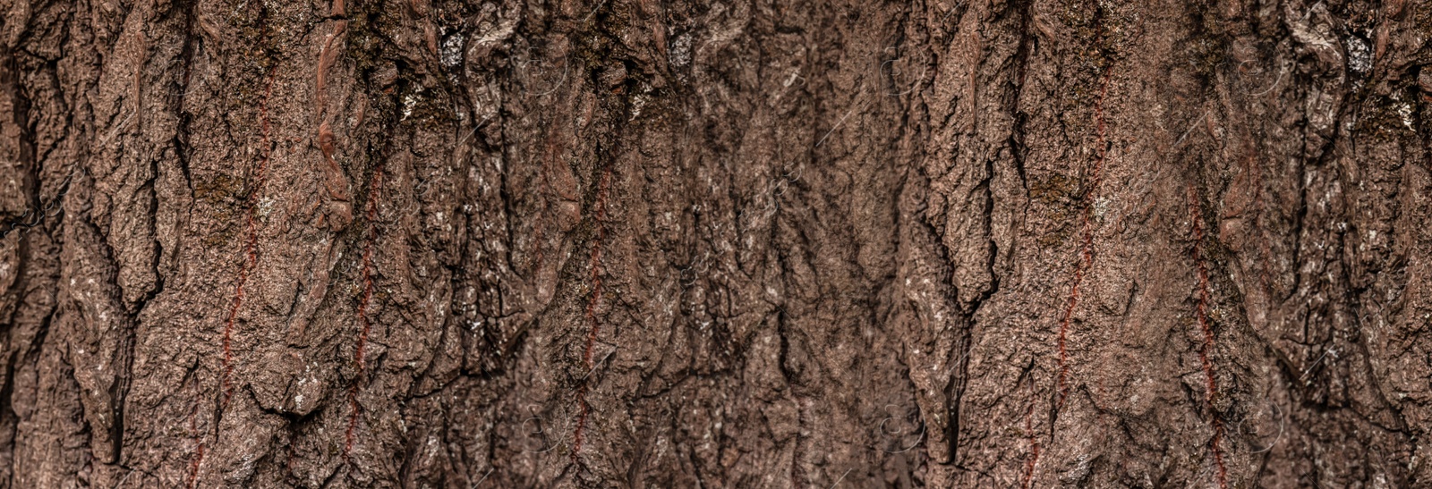 Image of Texture of tree bark as background, closeup view. Banner design