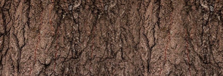 Image of Texture of tree bark as background, closeup view. Banner design