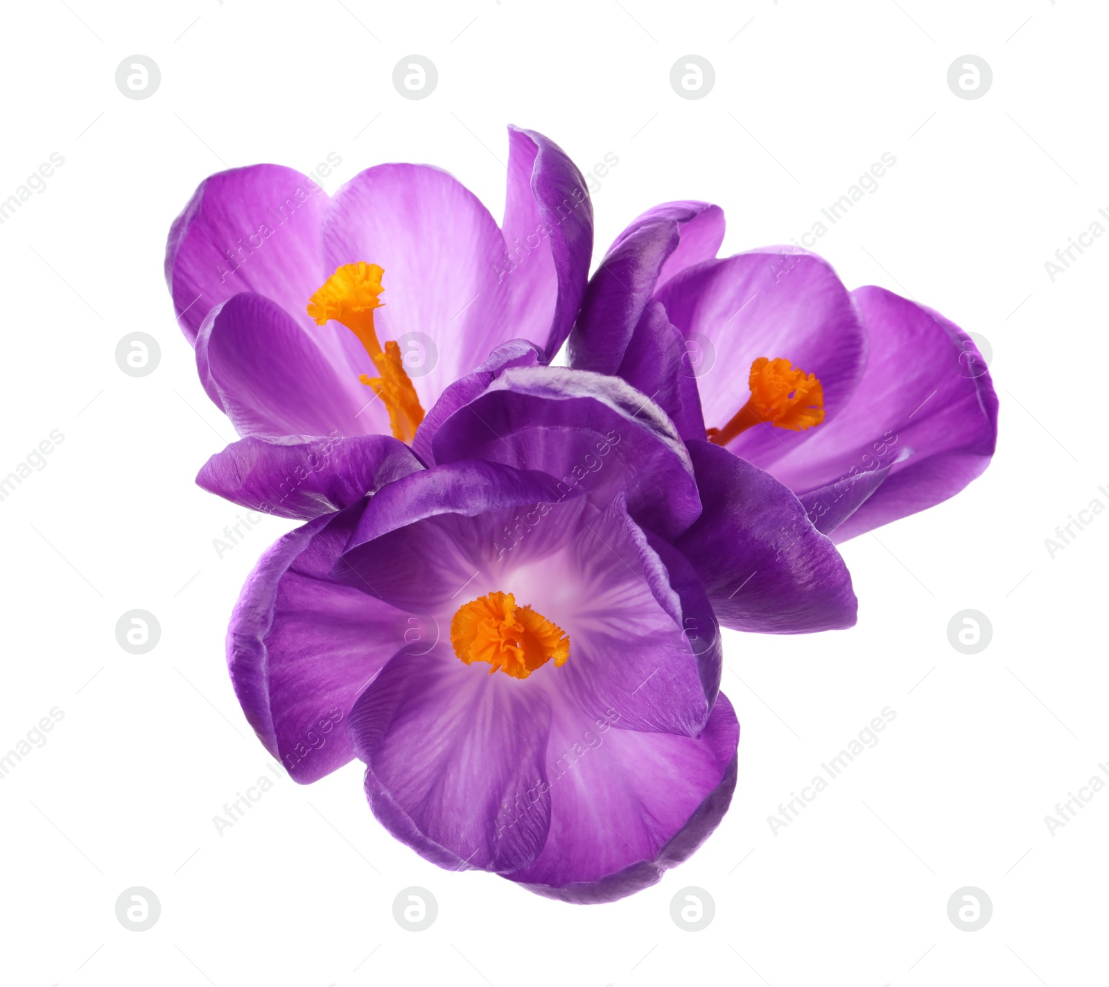 Photo of Beautiful purple crocus flowers on white background