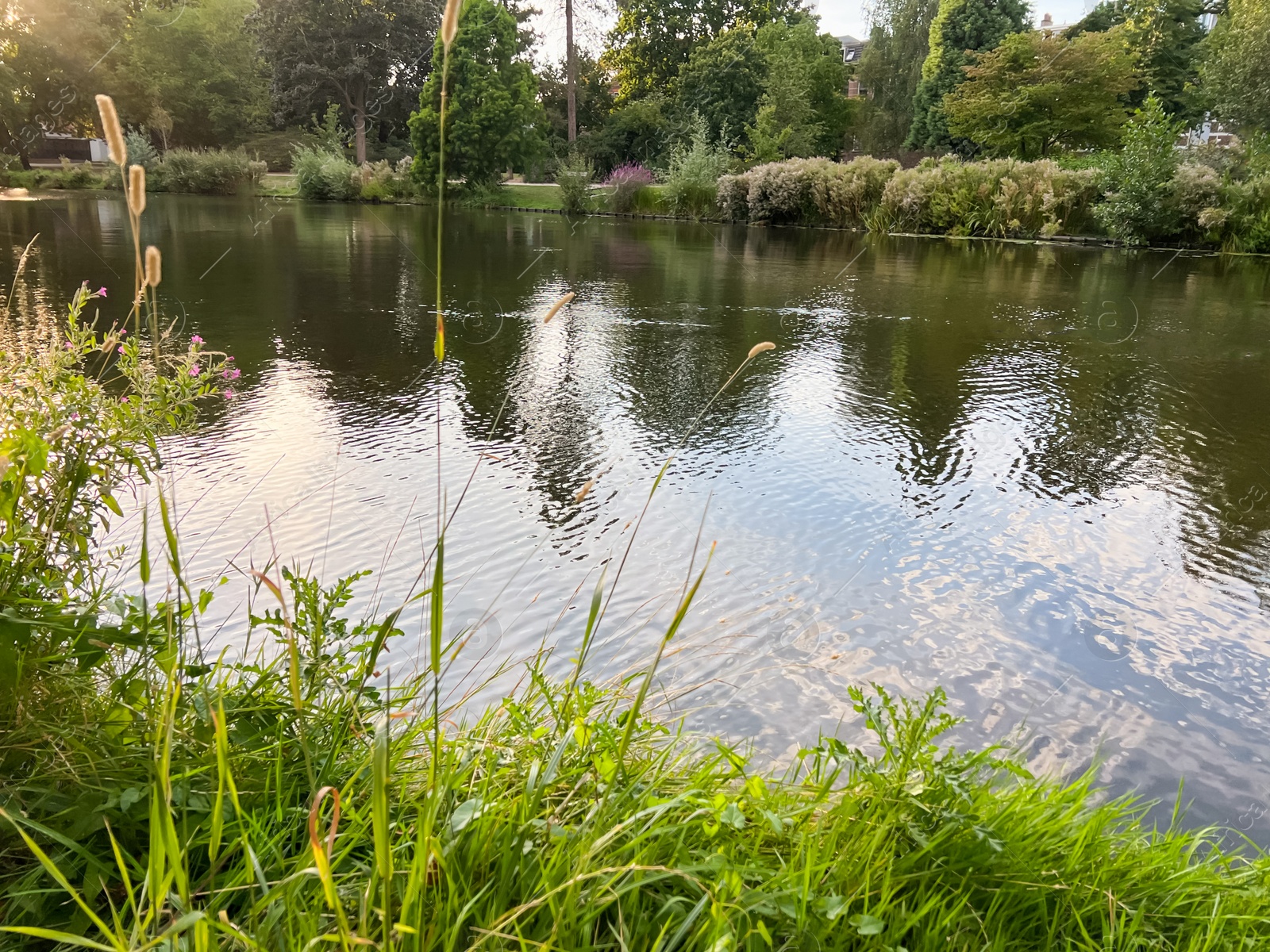 Photo of Beautiful view of different plants near lake on sunny day