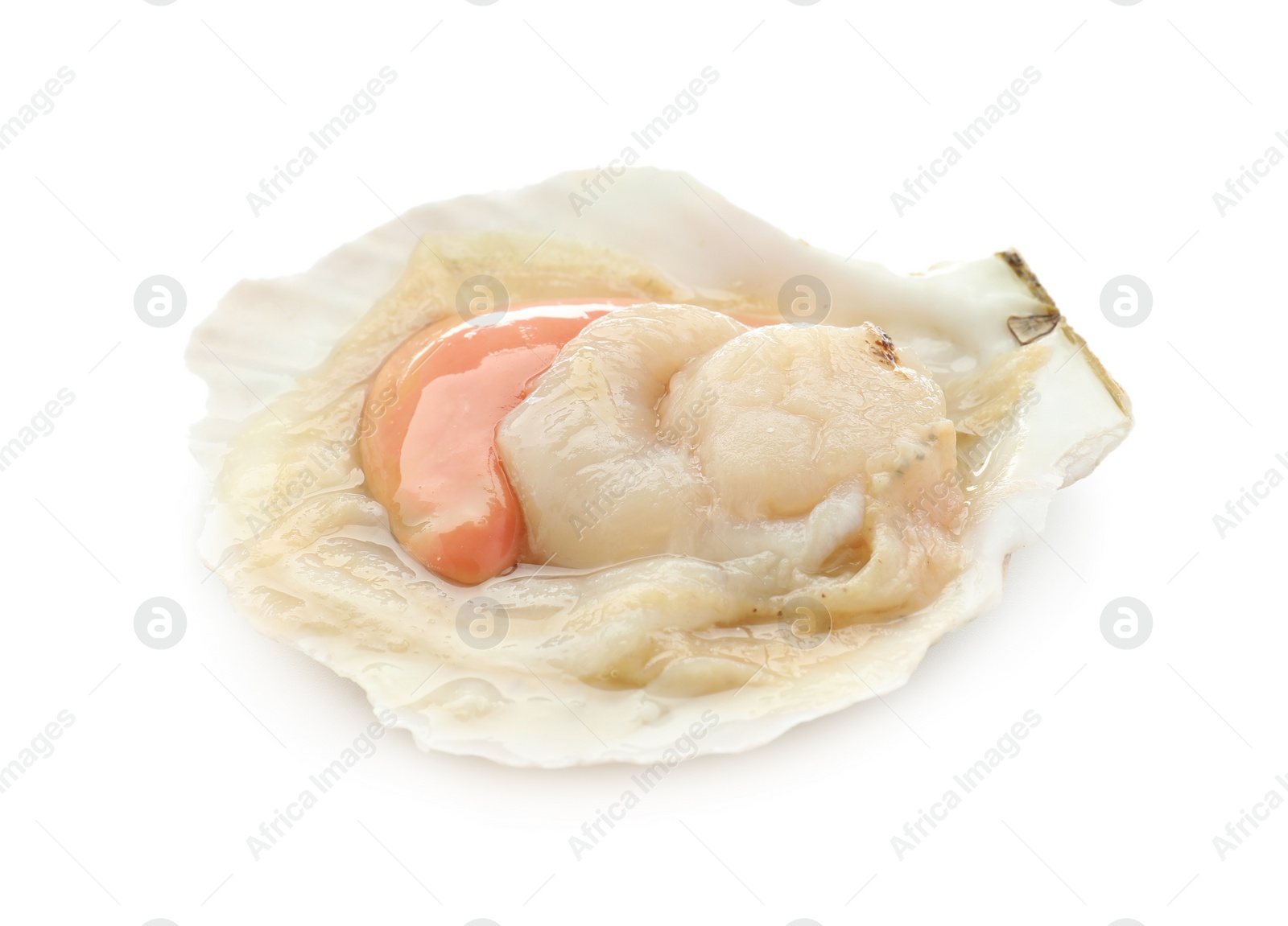 Photo of Fresh raw scallop in shell isolated on white