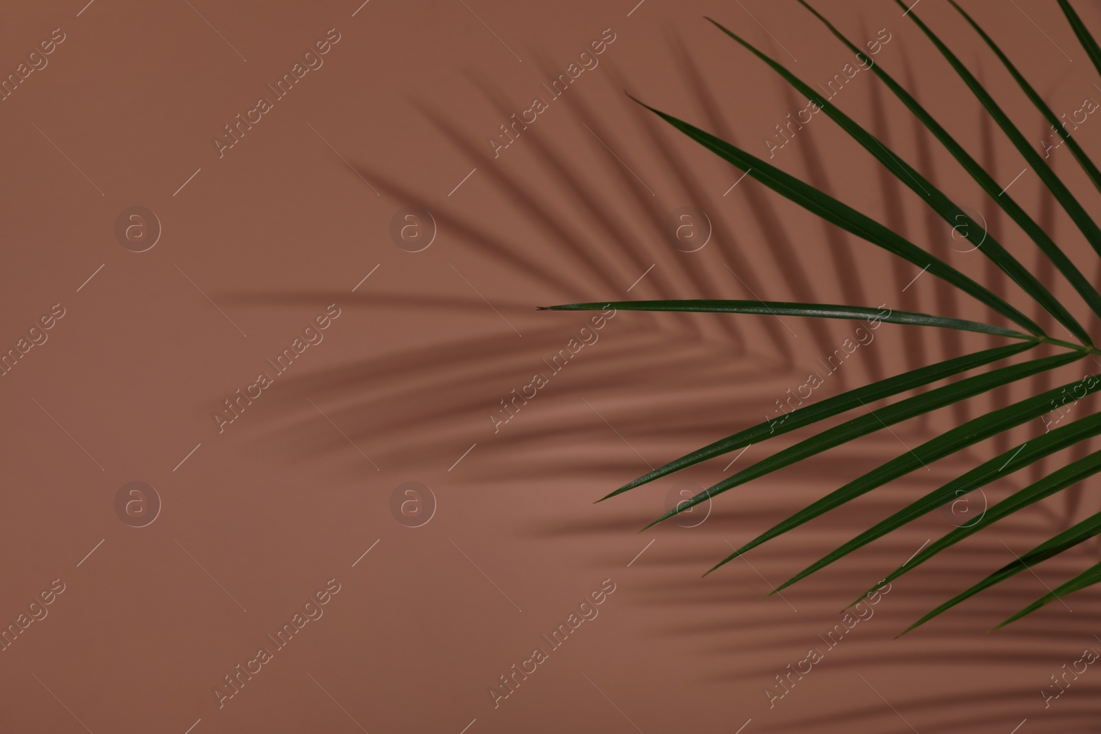 Photo of Tropical palm branch casting shadow on brown wall. Space for text