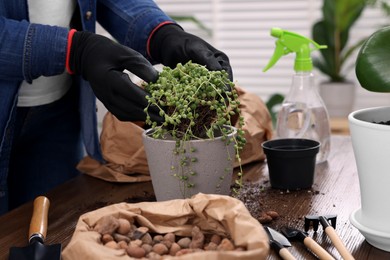 Woman in gloves transplanting houseplant into new pot at wooden table indoors, closeup