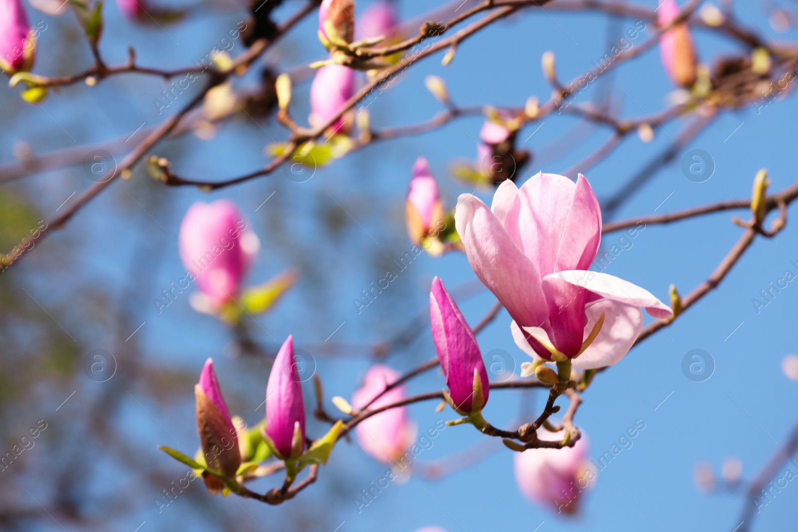 Photo of Beautiful magnolia tree with pink blossom outdoors, closeup. Spring season