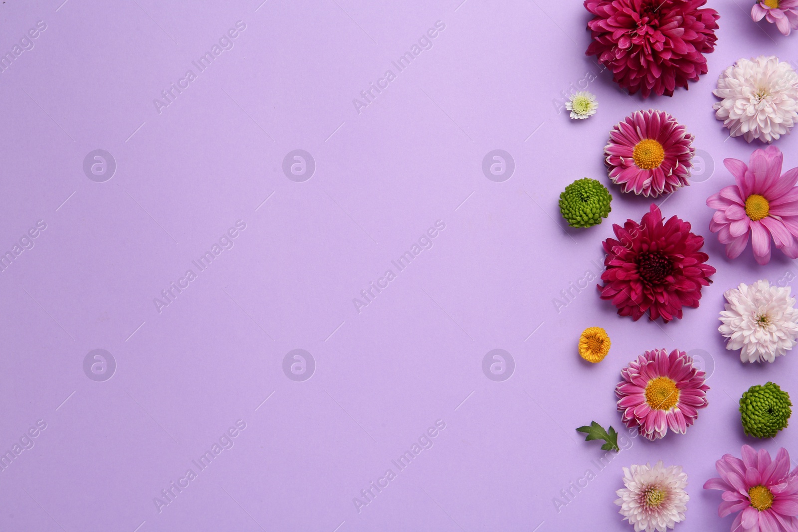 Photo of Beautiful chrysanthemum flowers on violet background, flat lay. Space for text